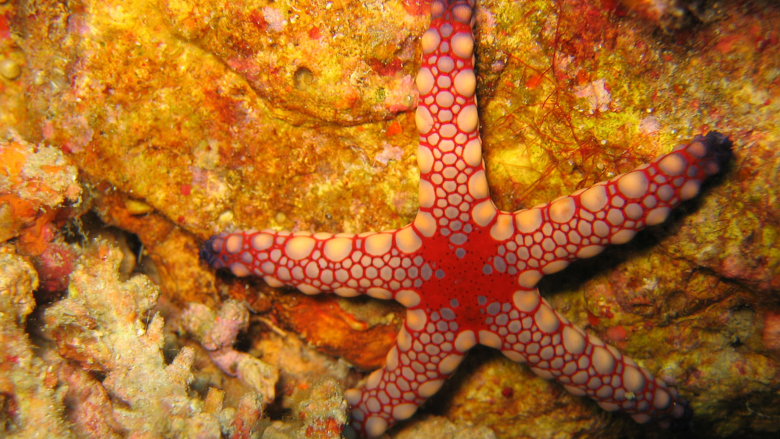 A starfish in the Andaman Island reefs (Photo Courtesy: Flickr/misssharongray)