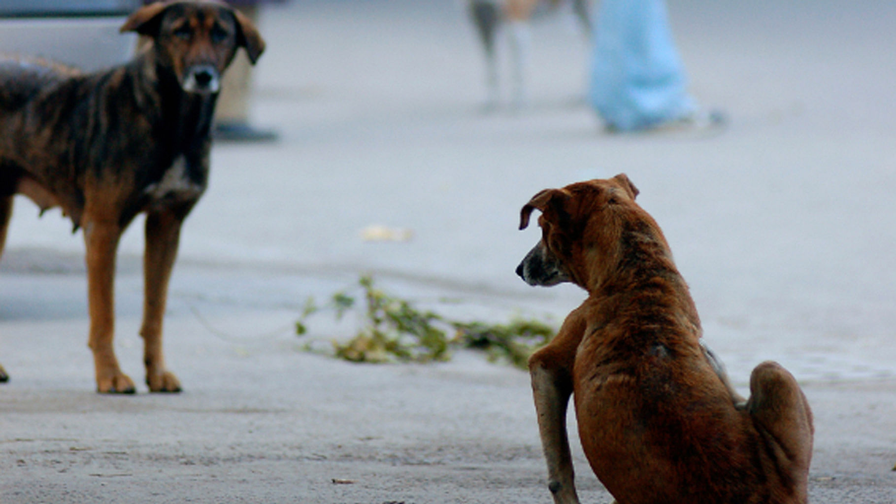 File photo of Indian street dogs (Photo: iStockphoto)