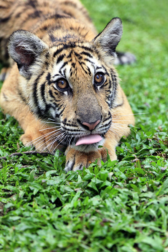 Cambodia is planning to relocate two male and six female tigers from India.