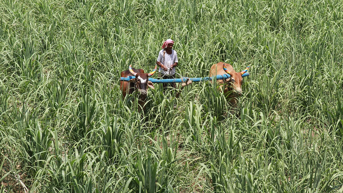 Manohar More in his cane field. (Photo: Vivian Fernandes/ <b>The Quint</b>)