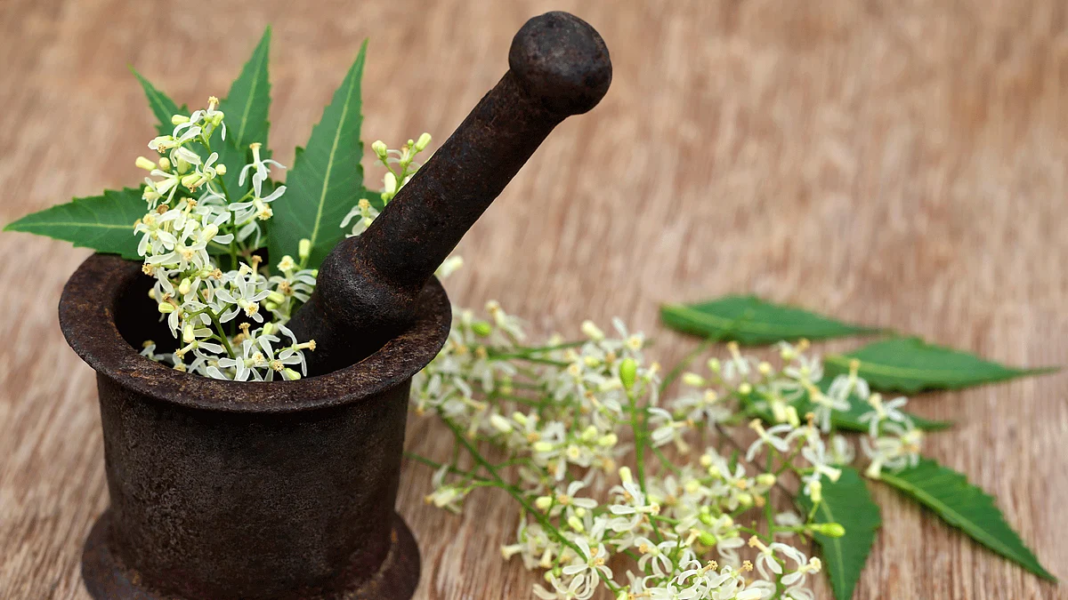 Neem flowers remind you of the true potency of the bitter taste. They’re also one of the quintessential cultural icons in India. (Photo: iStockphoto)