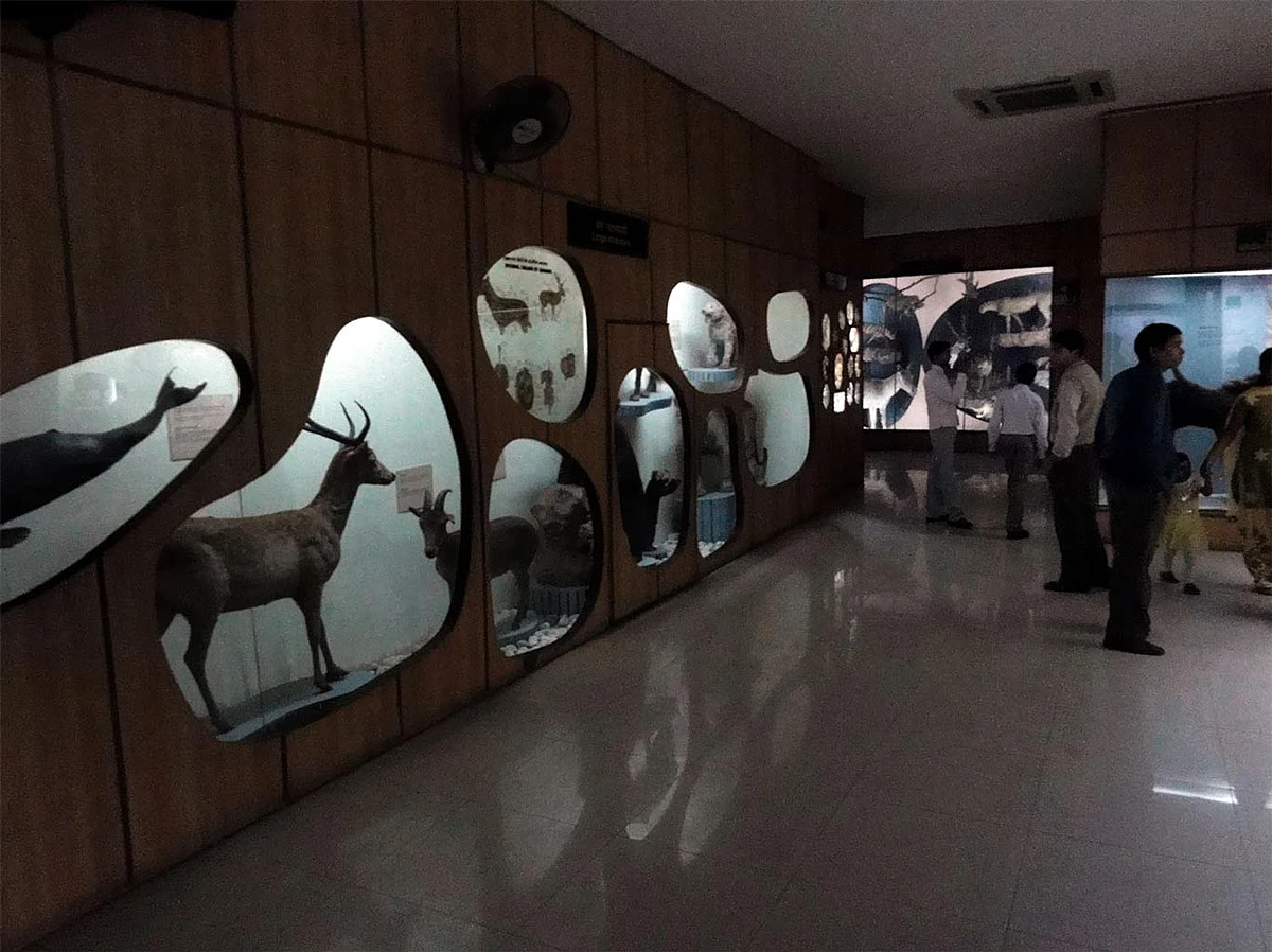 The Exhibit Hall inside the National Museum of Natural History run by the Indian government in Delhi. (Photo Courtesy: <a href="https://www.flickr.com/photos/craigdietrich/6547391953">Flickr.com/CraigDietrich</a>)