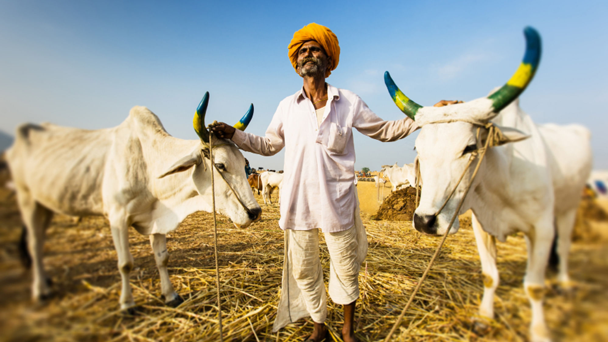 The beef ban in many states has been most farmer-unfriendly. (Photo: iStock)