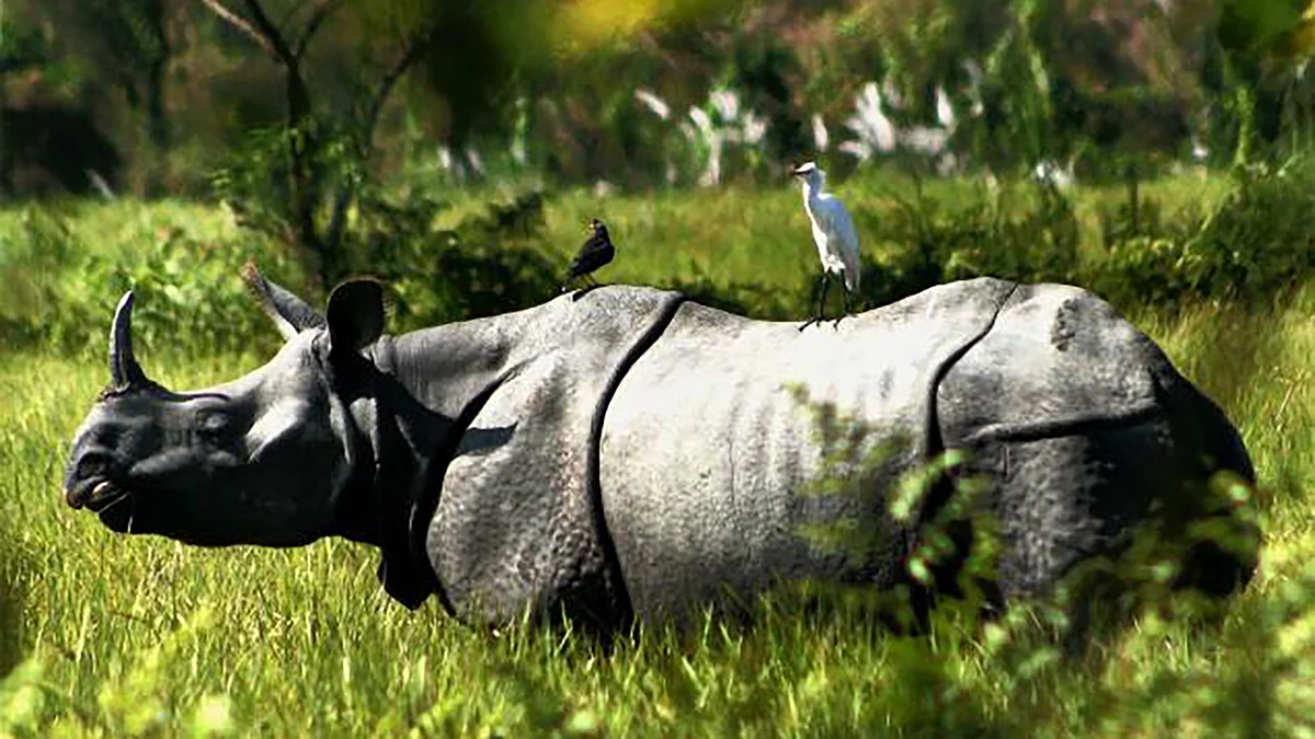 A one-horned rhinoceros at the Kaziranga National Park,
about 92 kms from Nagaon in Assam. (Photo: PTI)