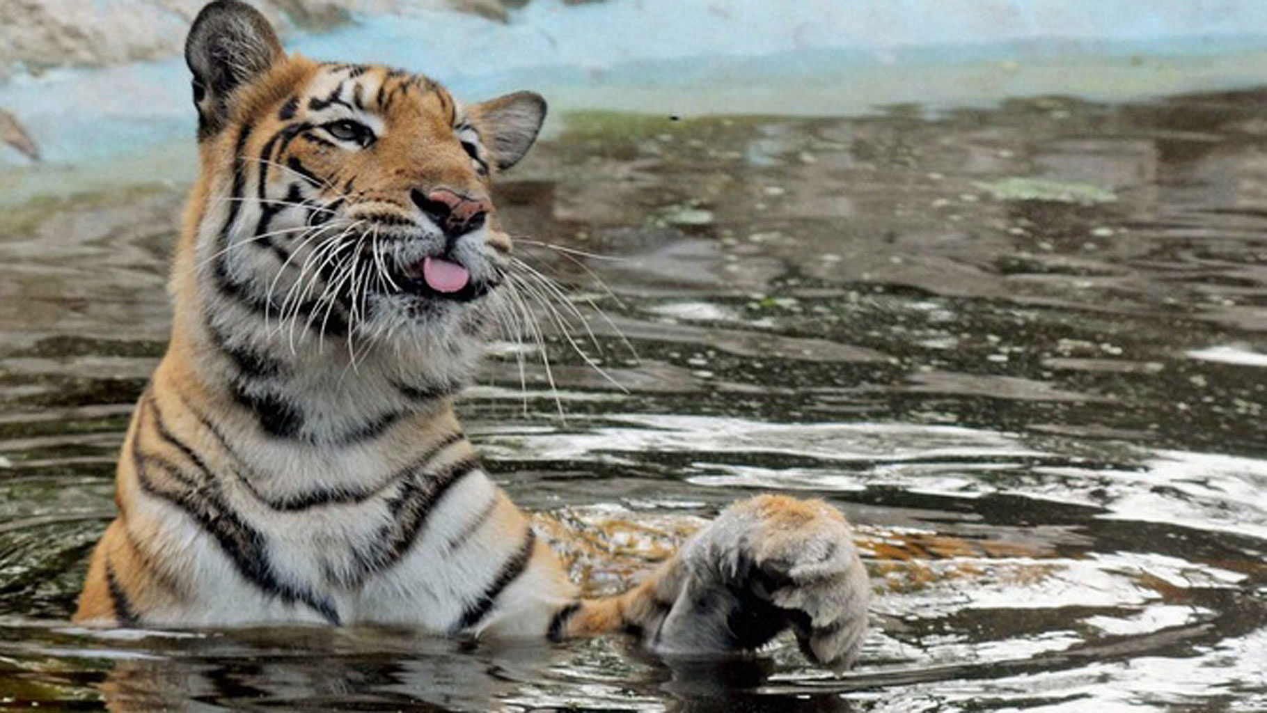 A Royal Bengal tiger cools itself in a pond to beat the heat at Kolkata Zoo.&nbsp; (Photo: PTI)