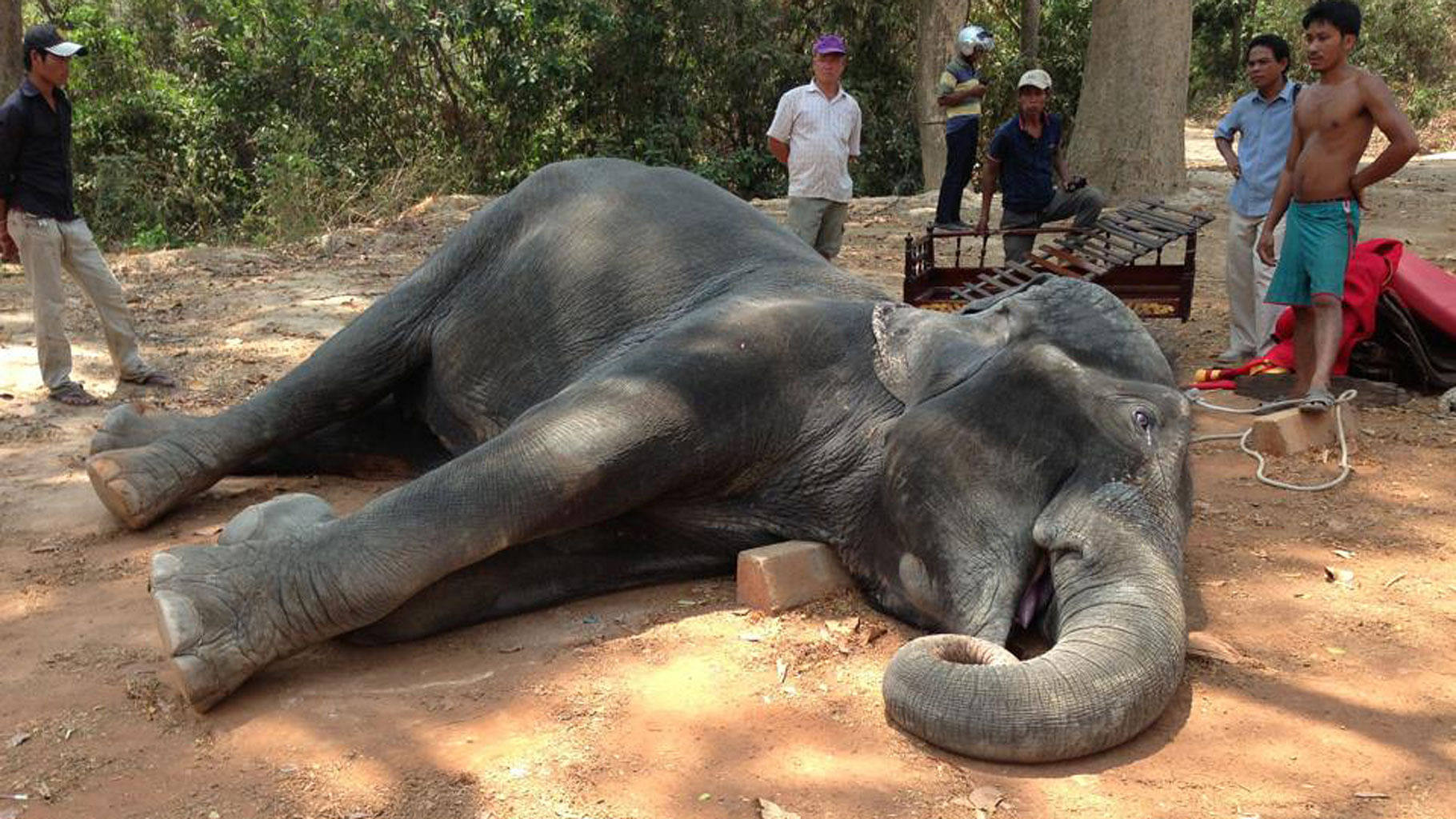 Photos of a collapsed elephant called Sambo were shared thousands of times on Facebook. (Photo: facebook/<a href="https://www.facebook.com/brak.sarom">Yem Senok</a>)