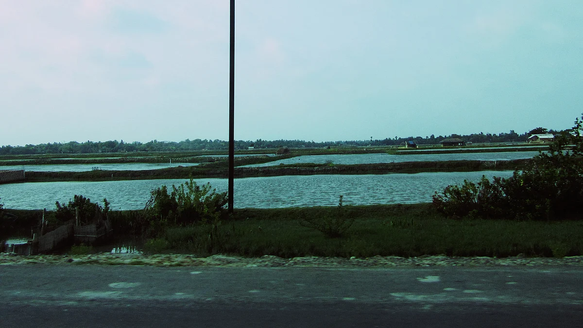 Stunning scenery on the doorstop of Kolkata enroute to the heartland of villages in North 24 Parganas – in <i></i><a href="https://www.facebook.com/pages/West-Bengal/102910696417218?ref=stream">West Bengal</a>. (Photo: Priya Virmani/ <b>The Quint</b>)