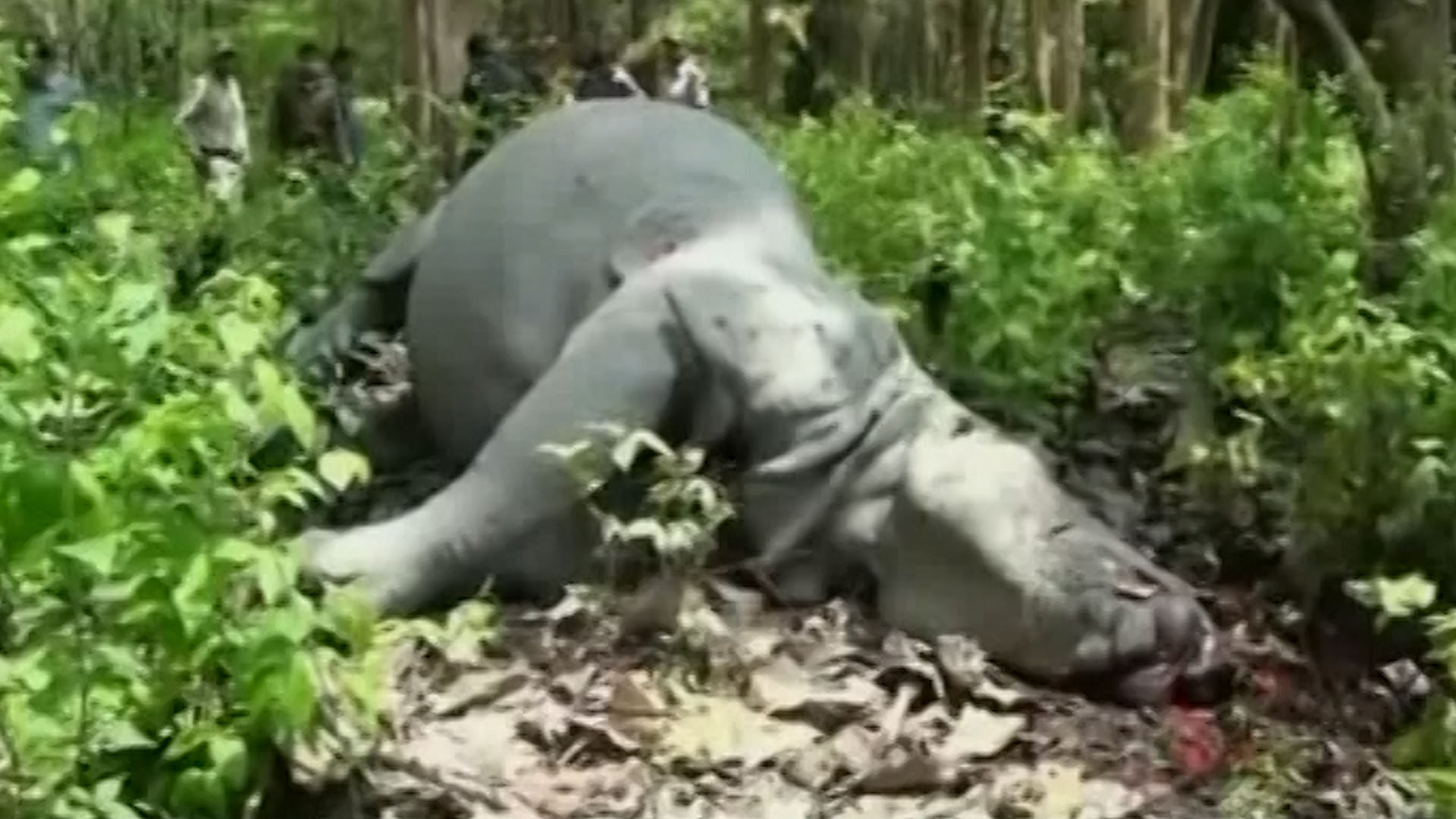 

An empty cartridge of an AK-47 assault rifle used to kill the rhino was found at the spot. (Photo: ANI Screengrab)&nbsp;