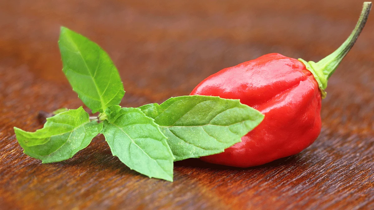 Yes, it’s rather shy. But once you get to know each other, it’ll get you pretty hot and bothered. (Photo: iStockphoto)