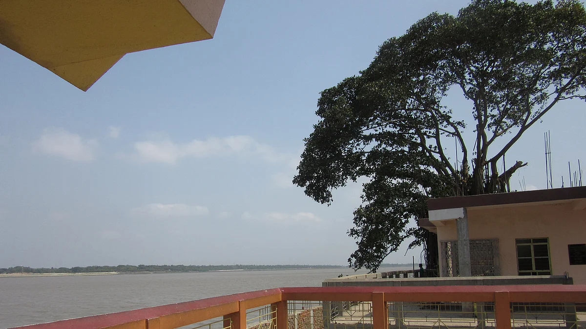 Along the village trail...the shy beauty of a tree bowing to her lover....the water. (Photo: Priya Virmani/ <b>The Quint</b>)