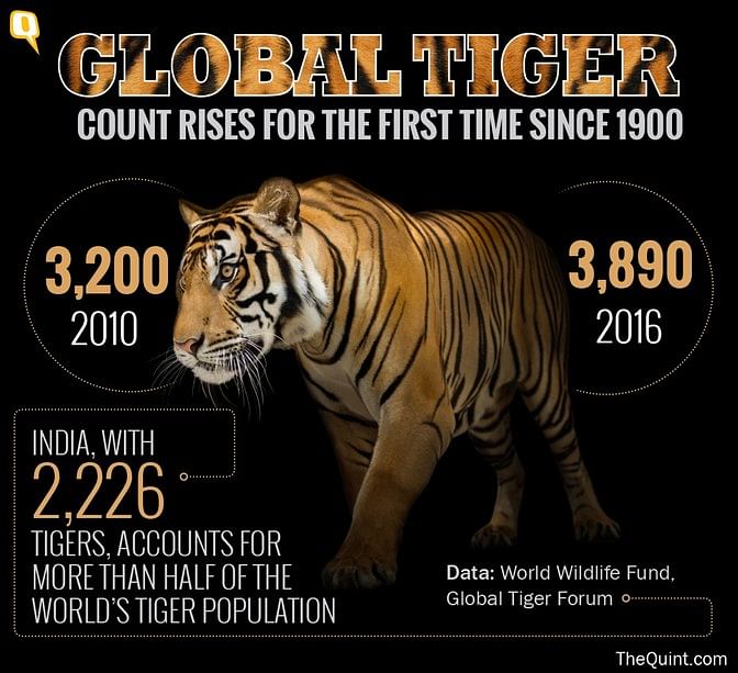 Country’s tiger population is up from 2,226 in 2014, according to Environment Minister Prakash Javadekar.