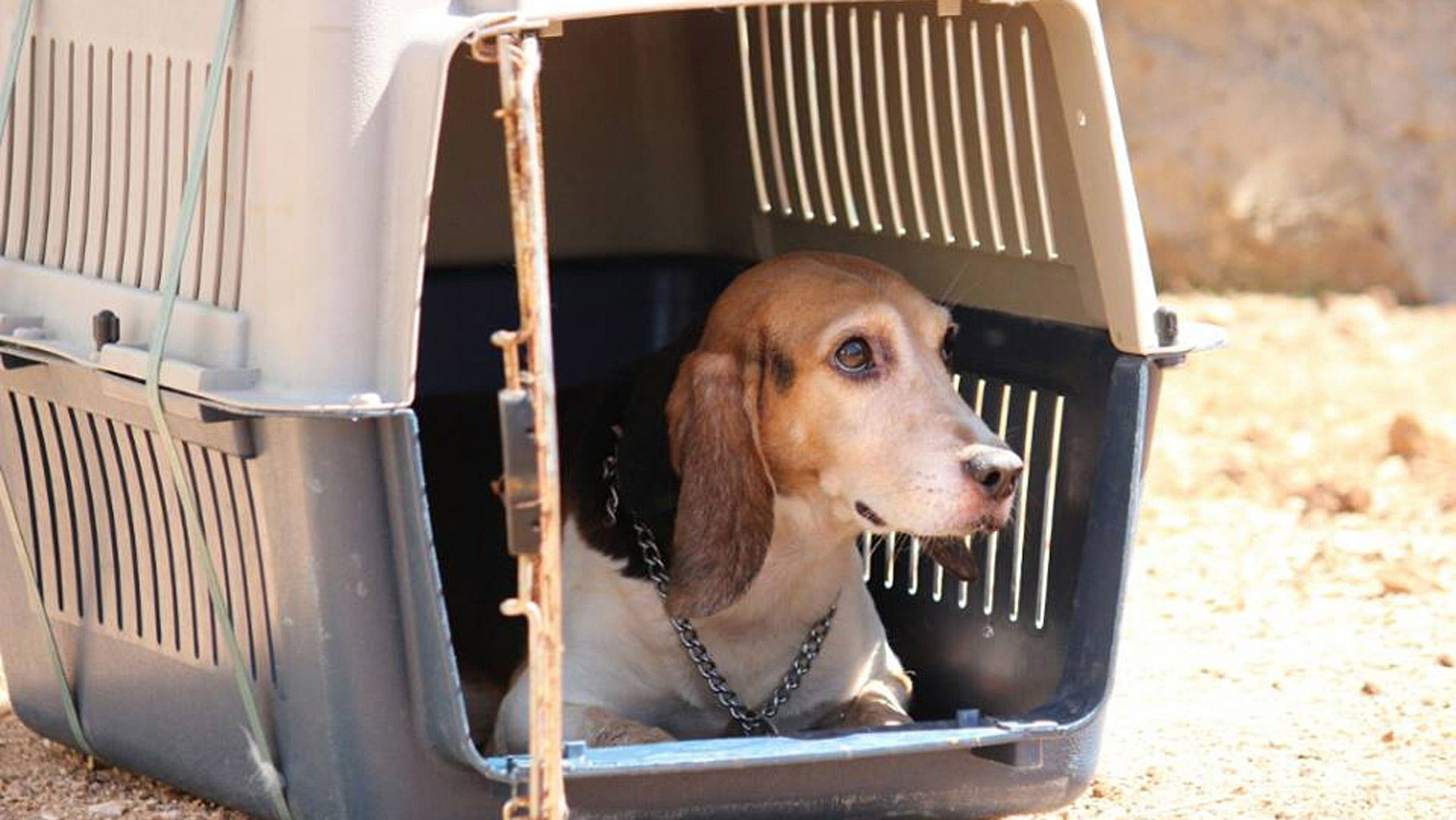 A file photo of a beagle  rescued along with 63 others from a testing laboratory in Bengaluru, February 2016. (Photo courtesy: Ashok Chintala)