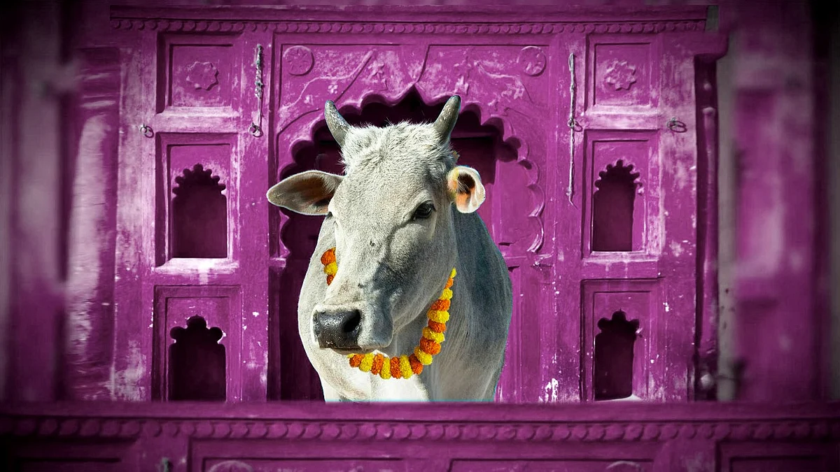 The Rajasthan government has introduced a chapter on the cow for class V students. (Photo: <b>The Quint</b>)