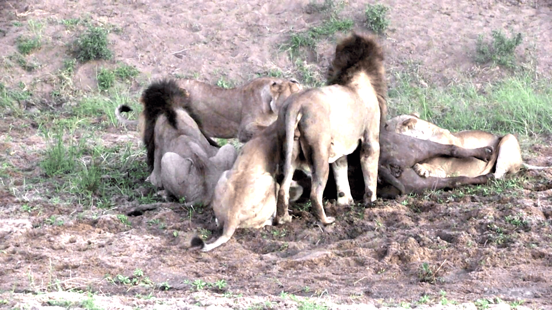 A group of lions attack a buffalo. (Photo: AP screengrab)