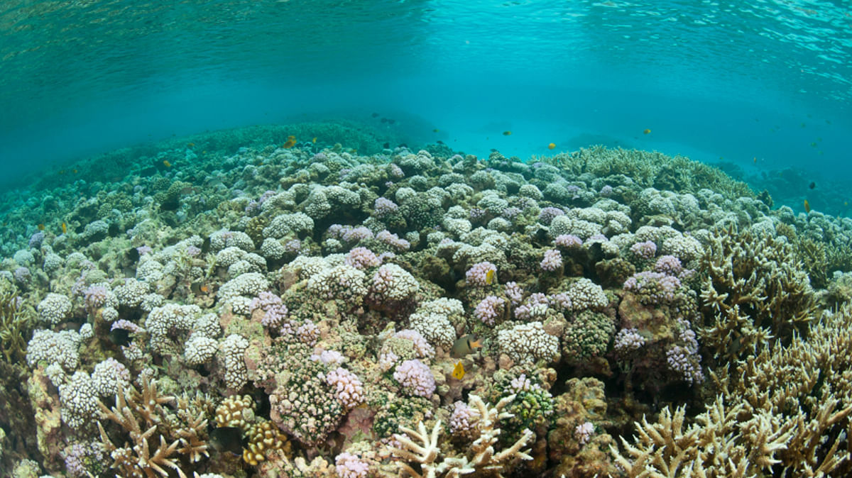 
Rising temperatures and increasingly acidic ocean water have destroyed large portions of the coral reefs. 

