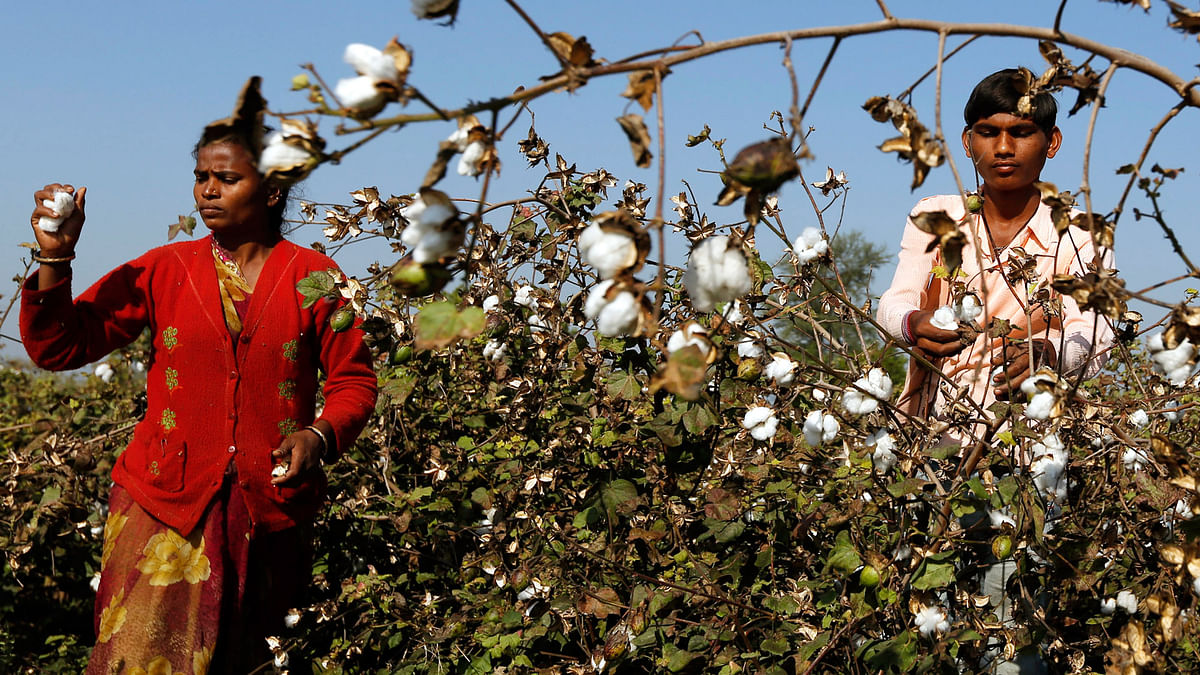 If desi cotton is yielding higher profit, should there be a cap on price of Bt  cotton seeds, asks Vivian Fernandes.