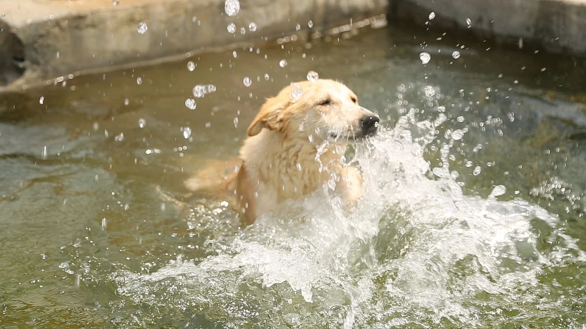 After a wonderful recovery, the organisation has put up Summer for adoption. (Photo: <b>The Quint</b>)