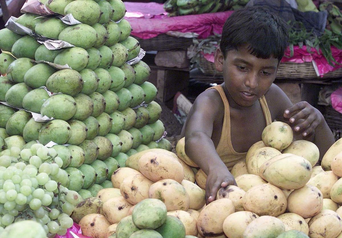 Debt bondage and exploitation spoil India’s golden mango harvest.