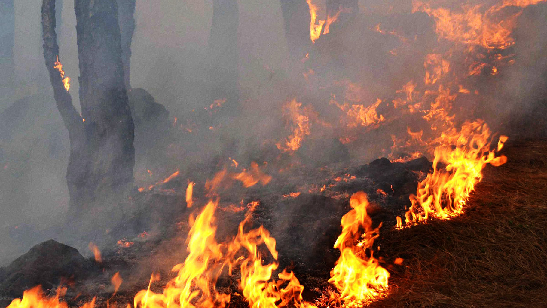 A massive fire broke out in forest areas of Bathuni and Gambr of the Rajouri forest division in Jammu and Kashmir on Sunday, 1 May 2016. (Photo:PTI)