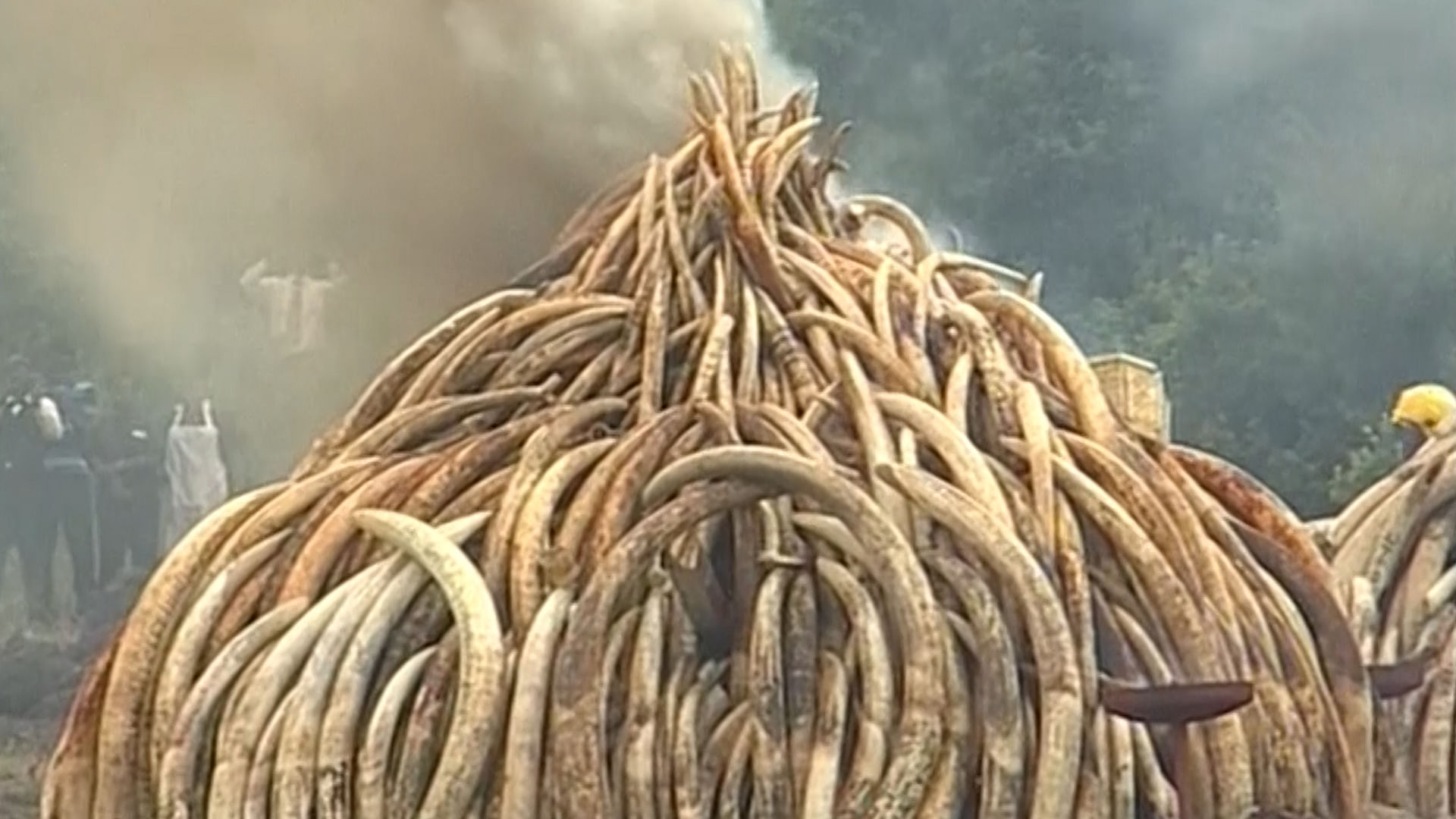 Illegal ivory was piled into some dozen giant pyres and set on fire using 20,000 litres (4,399 gallons) of fuel. (Photo: AP screengrab)