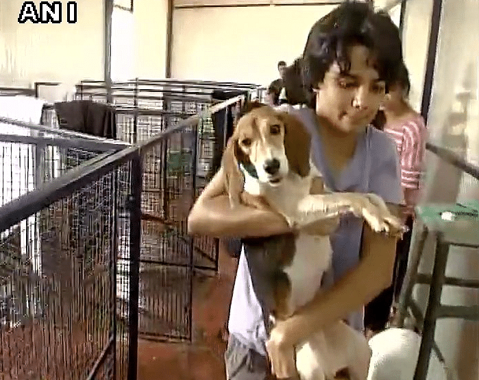 The NGO which was looking after the beagles has released an adoption form online.
