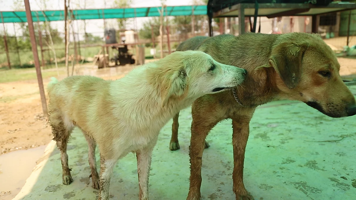 After her recovery, Summer has nicely integrated with other animals in Umeed and has also made some friends. (Photo: <b>The Quint</b>)