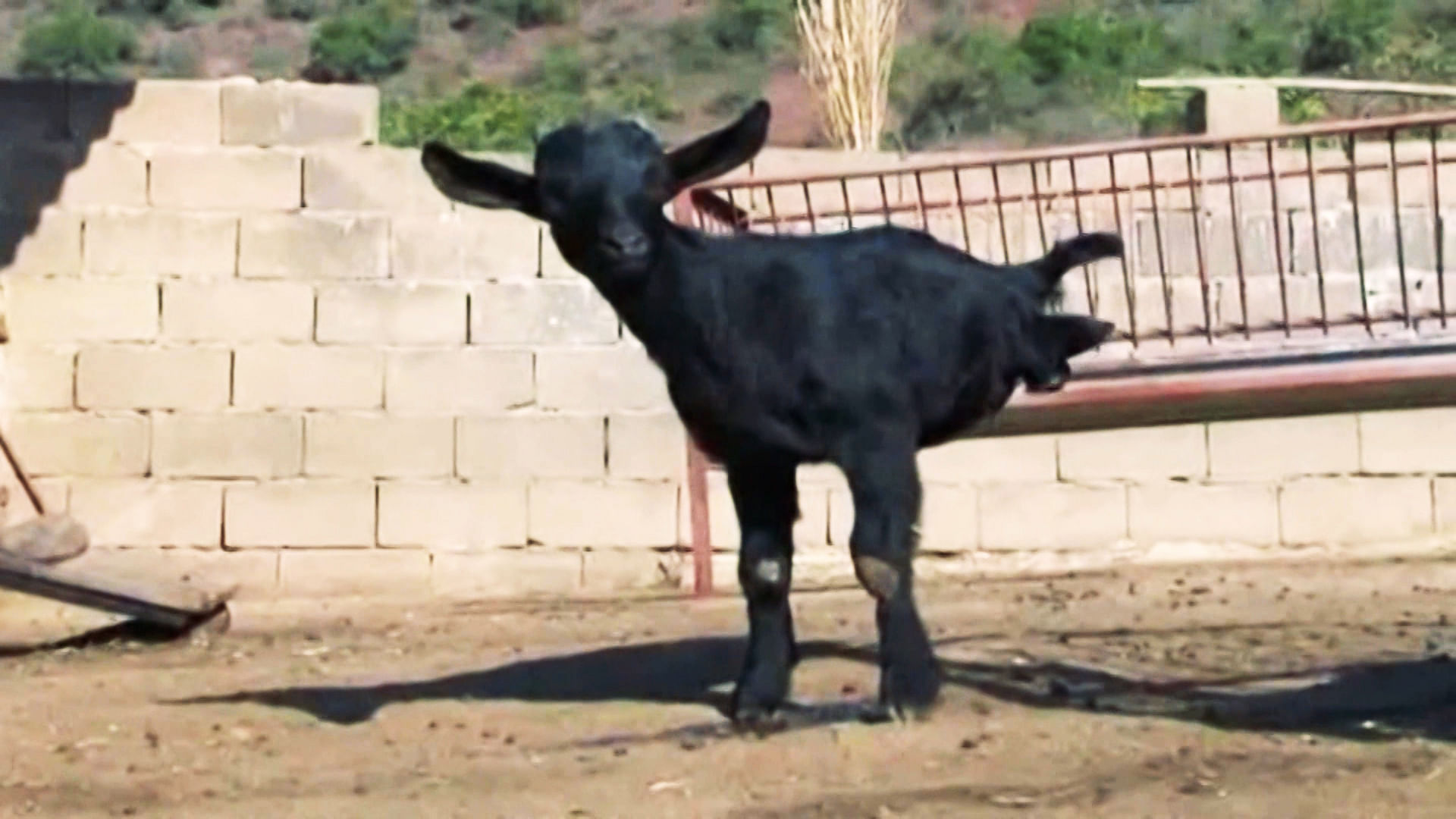 The black goat has managed to balance on just two legs. (Photo: AP Screengrab)