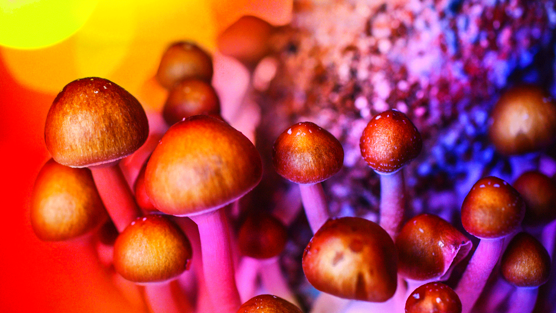 A high-profile study sponsored by the UK Medical Research Council had earlier given the ‘shrooms some  scientific credibility. 
