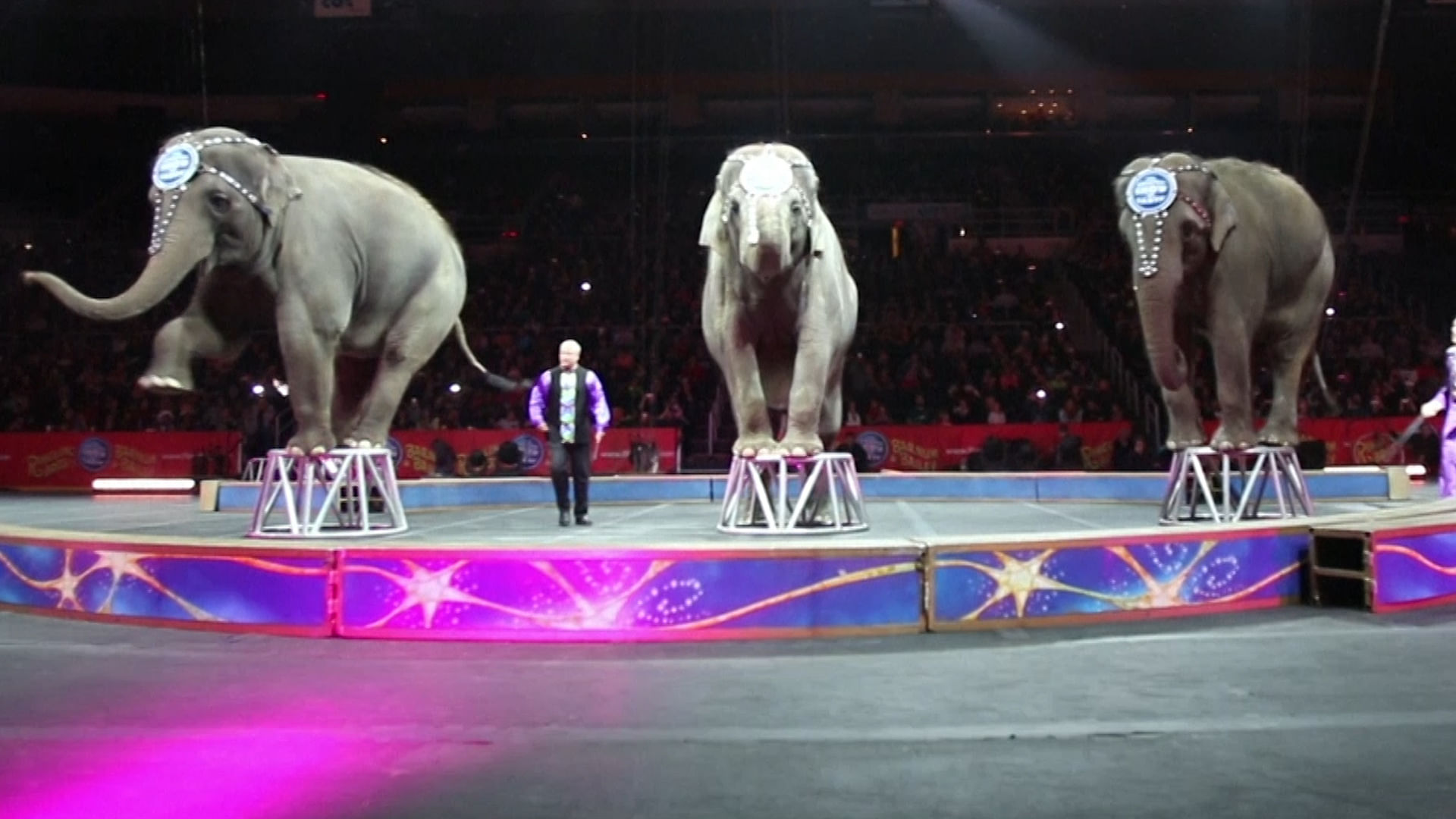 The crowd cheered as the elephants entered the arena to perform for the last time. (Photo: AP screengrab)