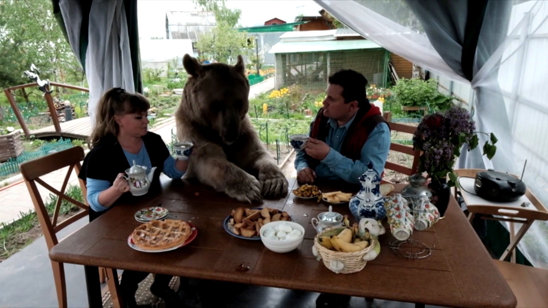 Russian family dines wit their pet bear. (Photo: AP screengrab)