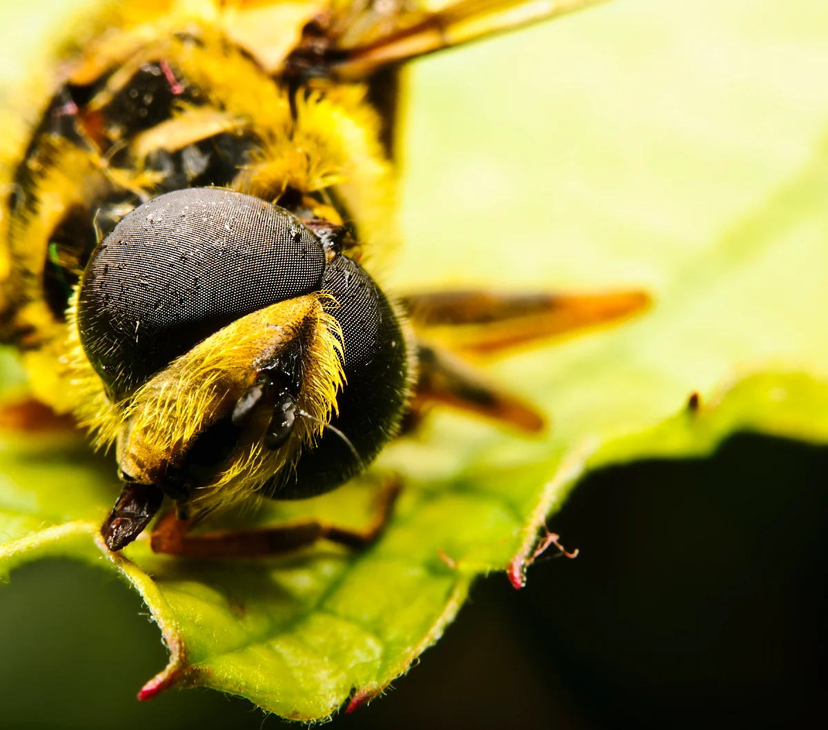 Bee head. (Photo: iStockPhoto)