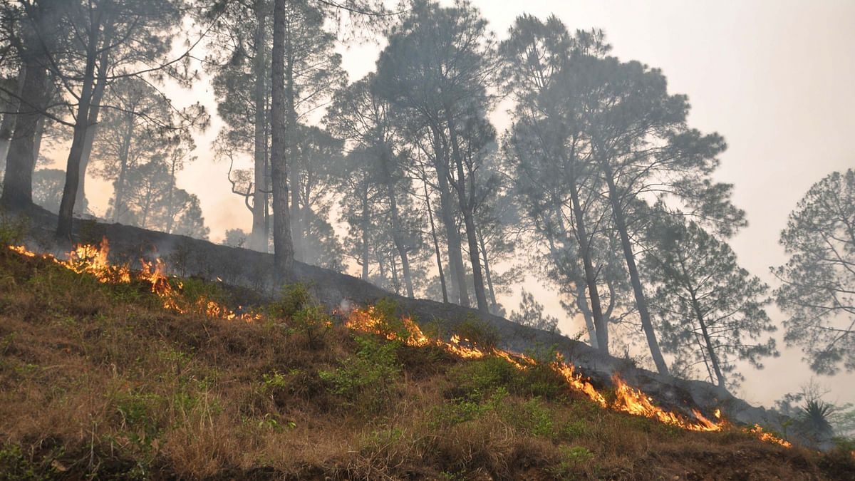 Uttarakhand Forest Fire: Four People Arrested, Says Javadekar