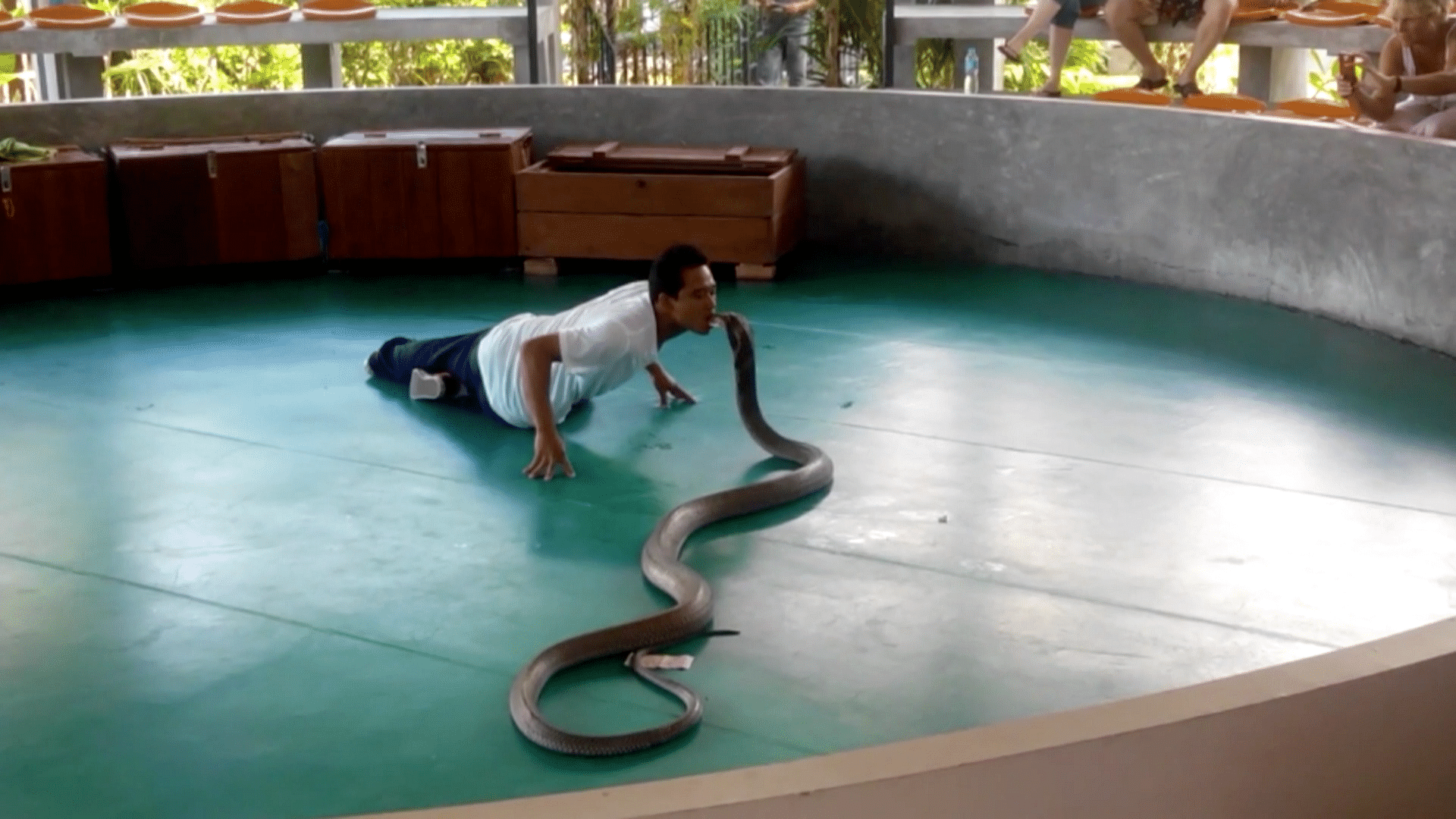 In a Bizarre show,the snake charmer kisses the cobra on the mouth before pulling it into the crowd. (Photo: AP/CatersNews Screengrab)