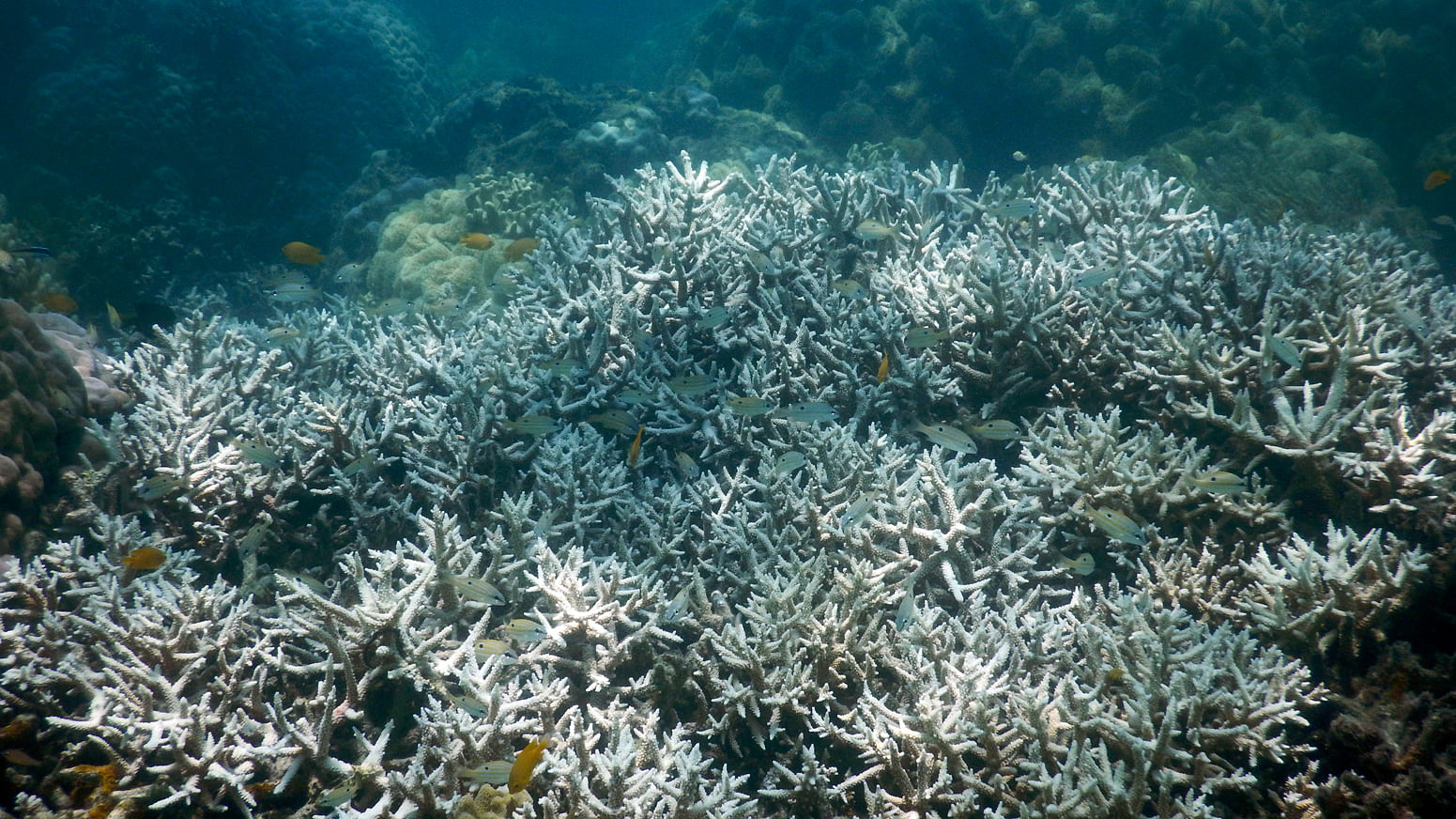 A photo released by the ARC Centre of Excellence for Coral Reef Studies shows mature stag-horn coral bleached at Lizard Island, Great Barrier Reef off the eastern coast of northern Australia.  (Photo: AP/David Bellwood/ARC Centre of Excellence for Coral Reef Studies)  
