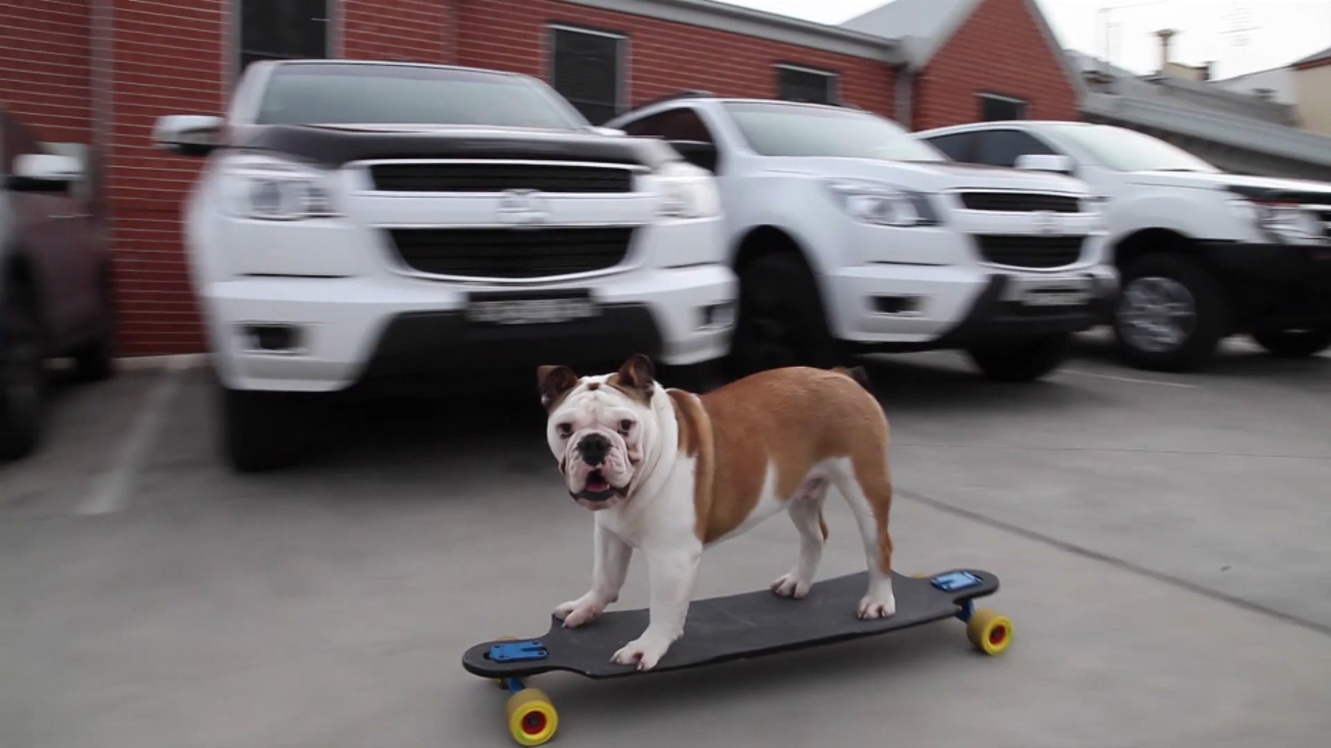 Pommy hijacked the skateboard of his owner’s daughter. (Photo: AP/Caters News Screengrab)