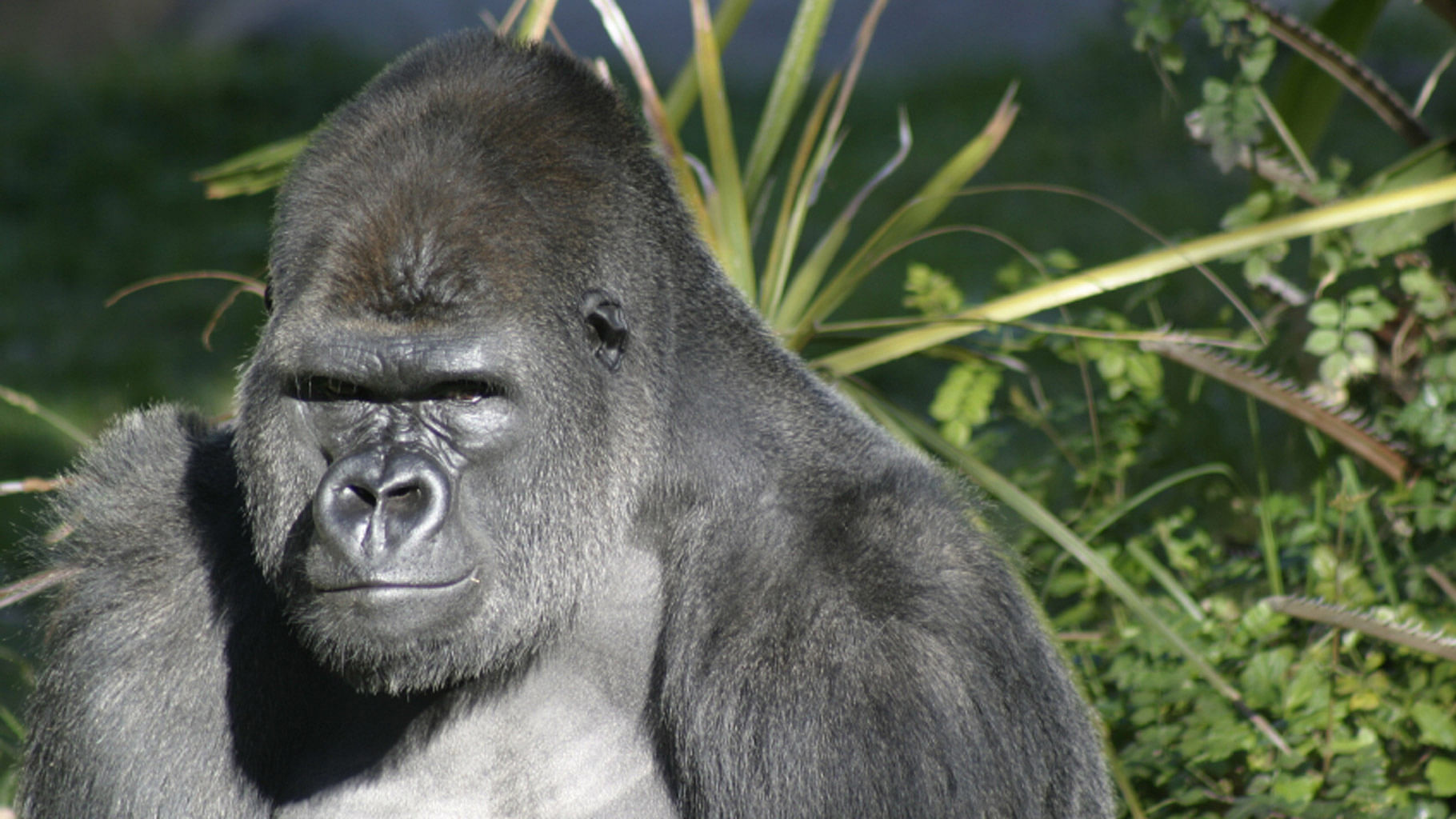He said the gorilla didn’t appear to be attacking the child, but he said it was “an extremely strong” animal in an agitated situation. (Photo: iStockPhoto)