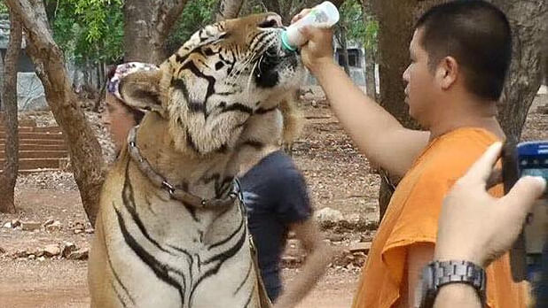 Monk feeds a tiger at the tiger temple in Thailand. (Photo: Twitter @MyGreenWorldAU)