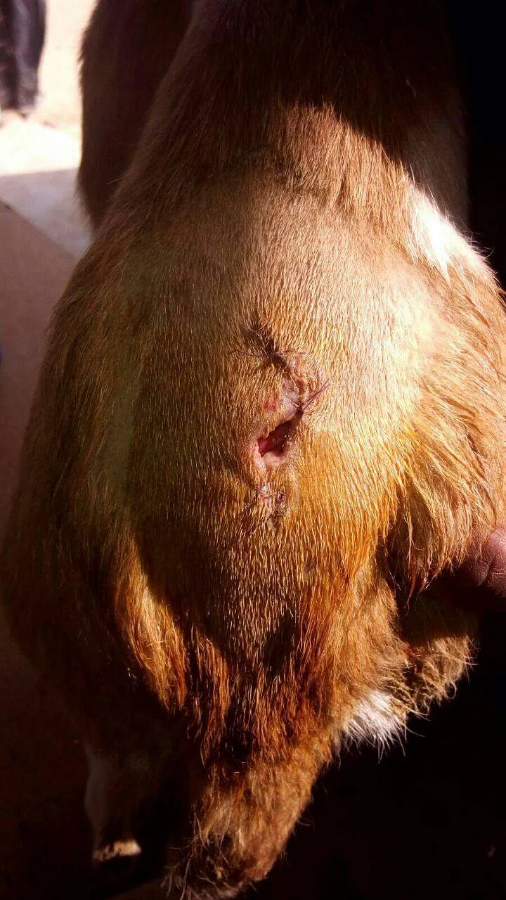 Summer was rescued by a volunteer from Umeed, an animal rehab centre in Gurgaon. (Photo: Umeed)
