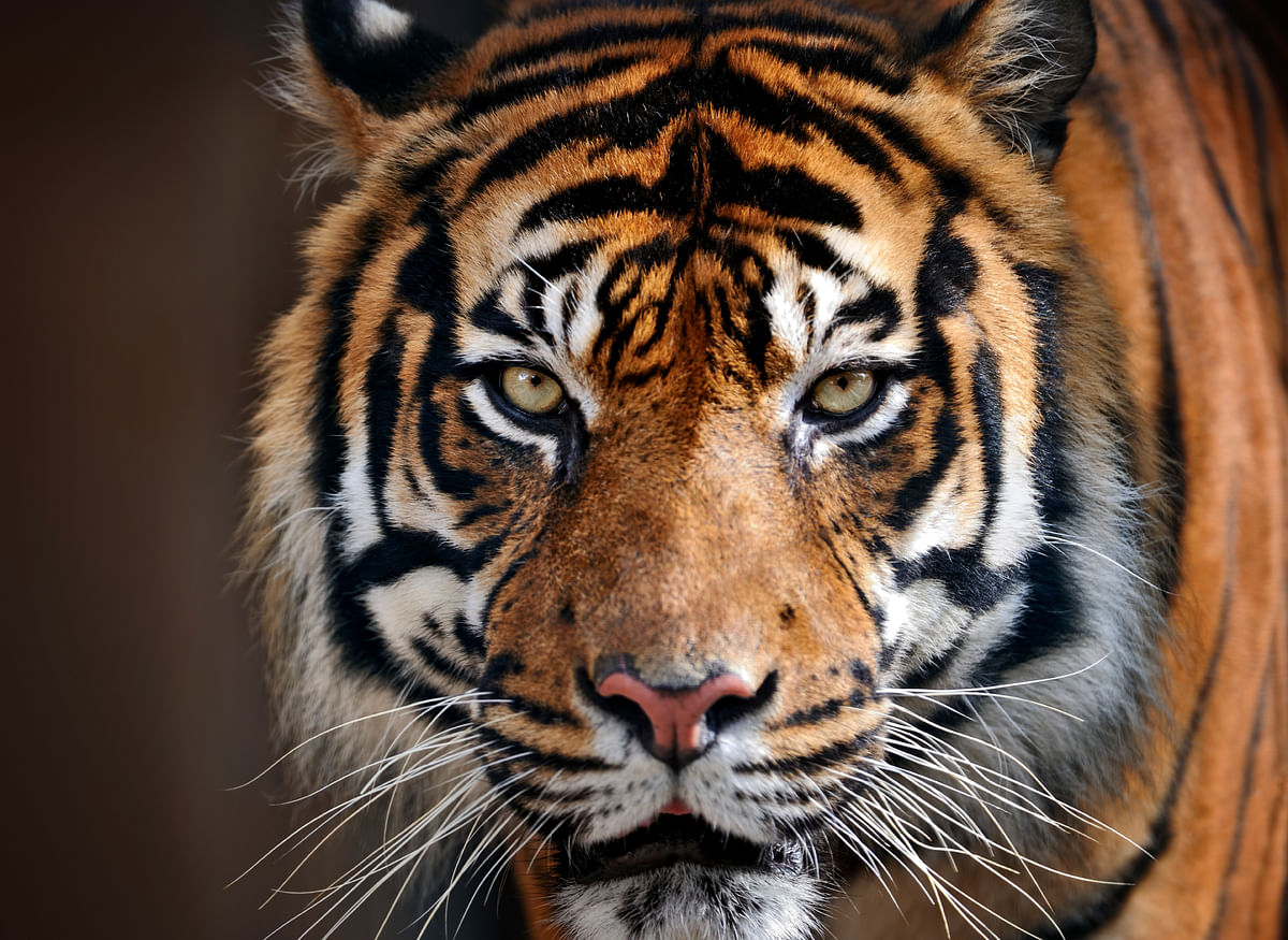 India has 70 percent of the world’s tigers, but external factors threaten to undermine conservation efforts.