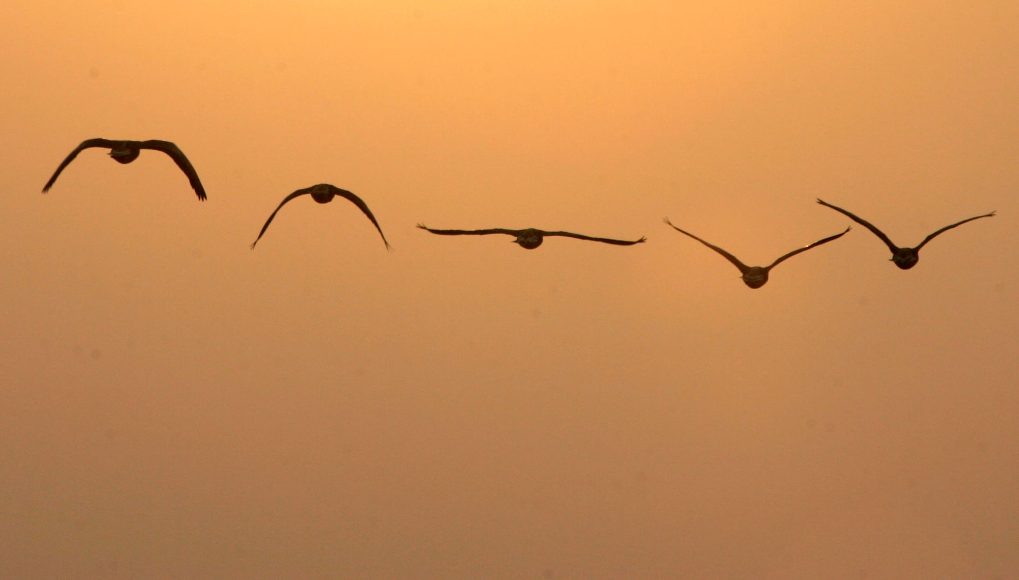 A flock of migratory birds fly across a wetland in Hokersar, north of Srinagar. (Photo: Reuters)