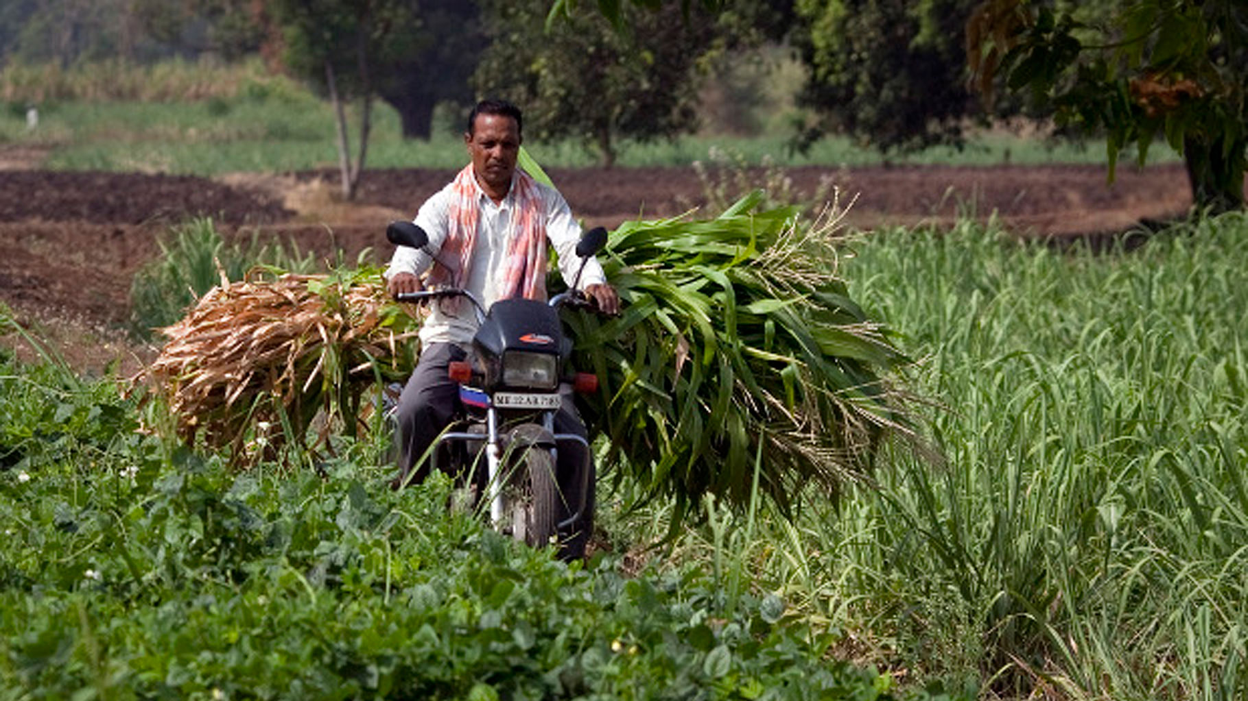 A farmer carries cut sugarcane on his motorcycle through a field outside Gove village in Satara district of Maharashtra. (Photo: Reuters/Vivek Prakash/IndiaSpend)