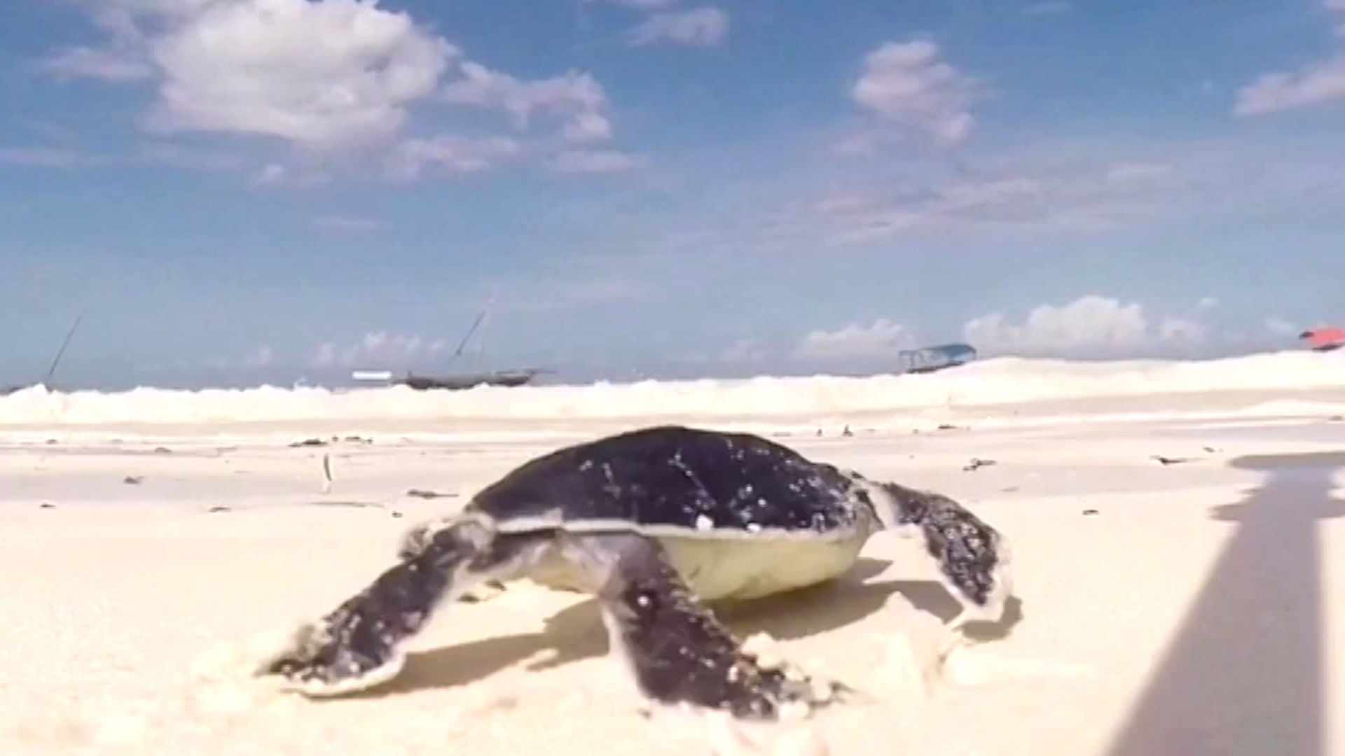 This newly born turtle leaves the sandy nest on the beach and heads for a swim into the ocean. (Photo: AP screengrab)