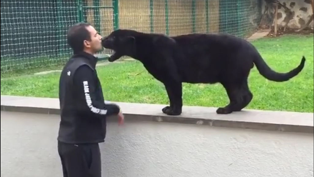 Man and a panther share a kiss (Photo: <a href="https://www.facebook.com/jaguarandtiger/timeline">Facebook screenshot)</a>