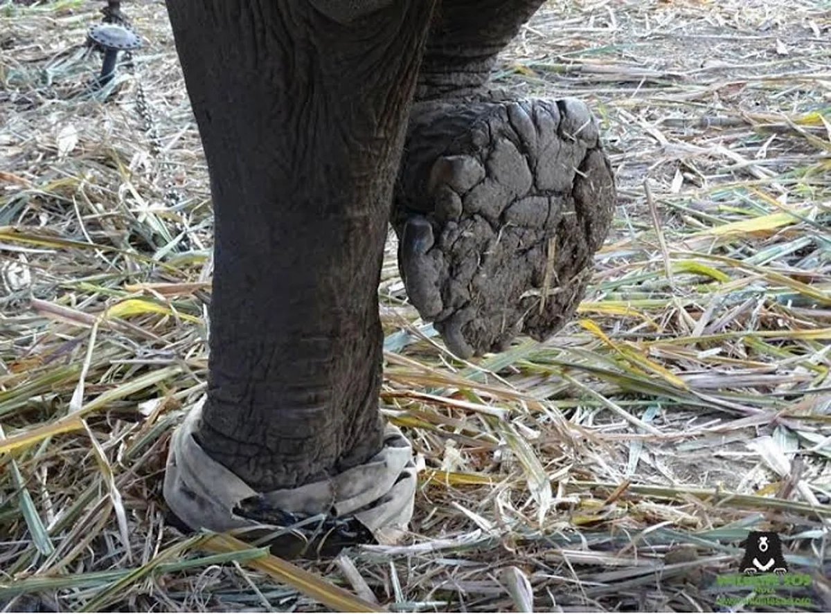 Gangrene and rot was found on the feet and tails of the elephants rescued from the Rambo Circus. (Photo: <a href="https://www.facebook.com/wildlifesosindia/photos/a.76535498525.80634.47398783525/10153670642838526/?type=3&theater">Facebook/Wildlife SOS</a>)