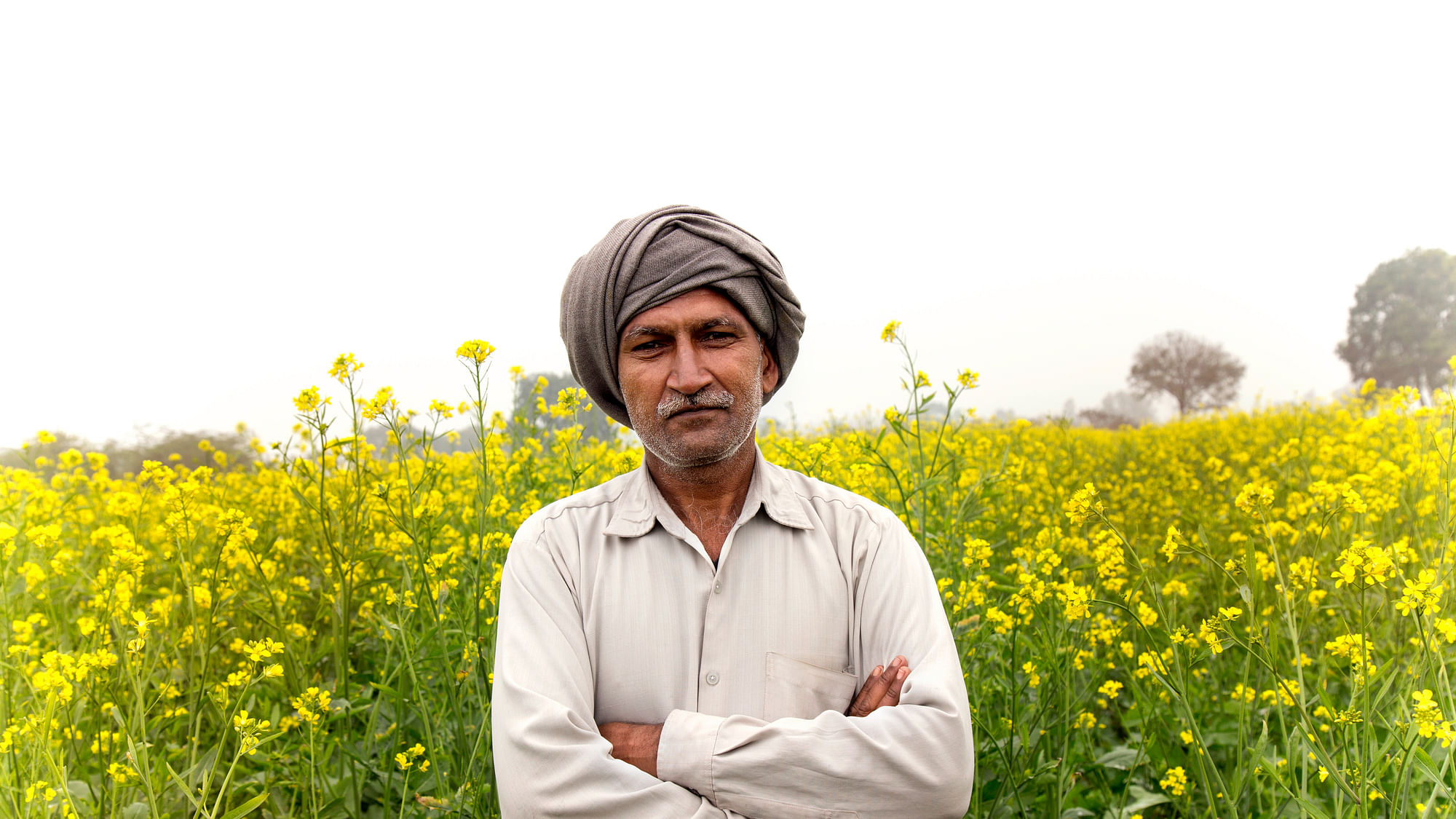 Rather than blocking the technology, the anti-GM activists must let GM mustard prove itself in the fields. (Photo: iStock)