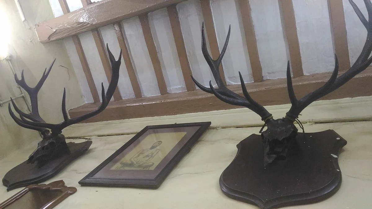 The antlers which were bought from the Nizam of Hyderabad. (Photo: Roshni Sinha)