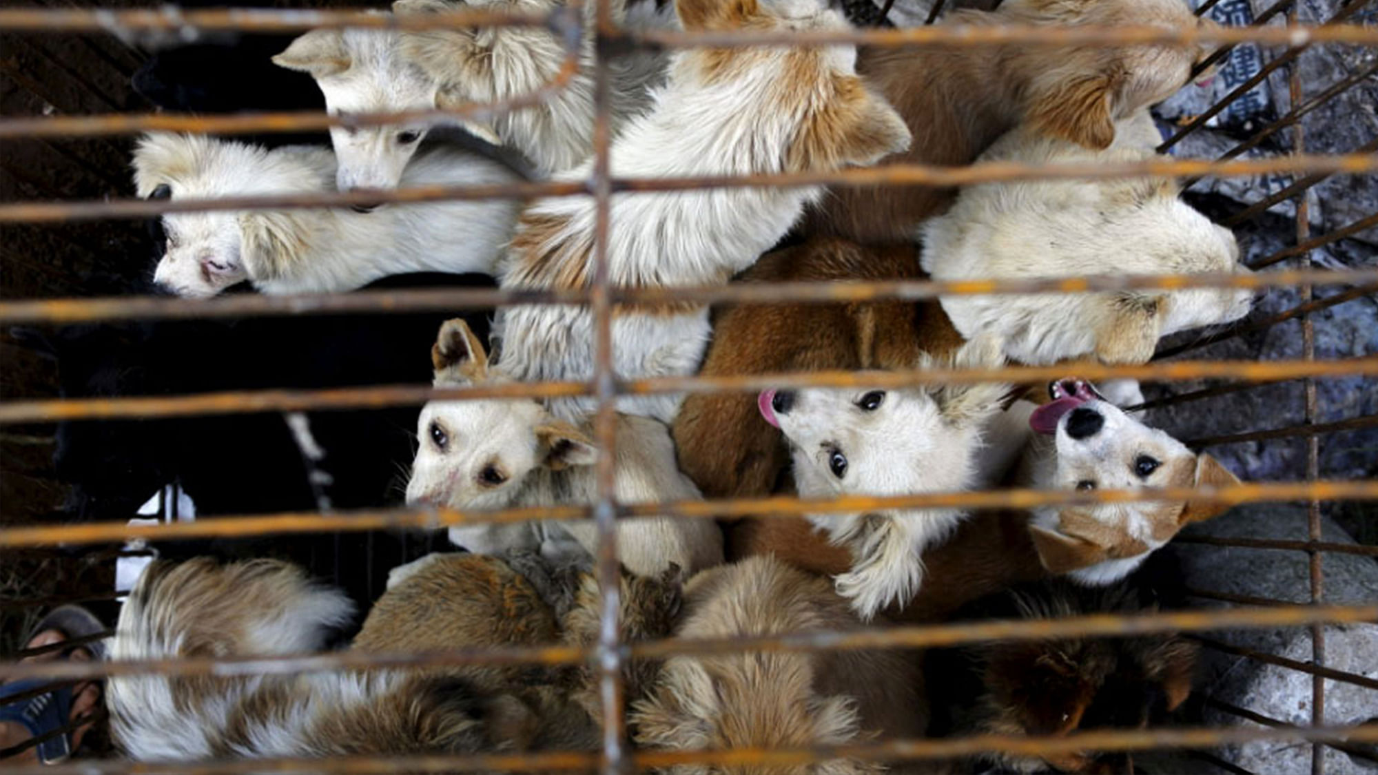 Dogs slaughtered for Yulin’s dog meat festival to celebrate the summer solstice (Photo: AP Screengrab)