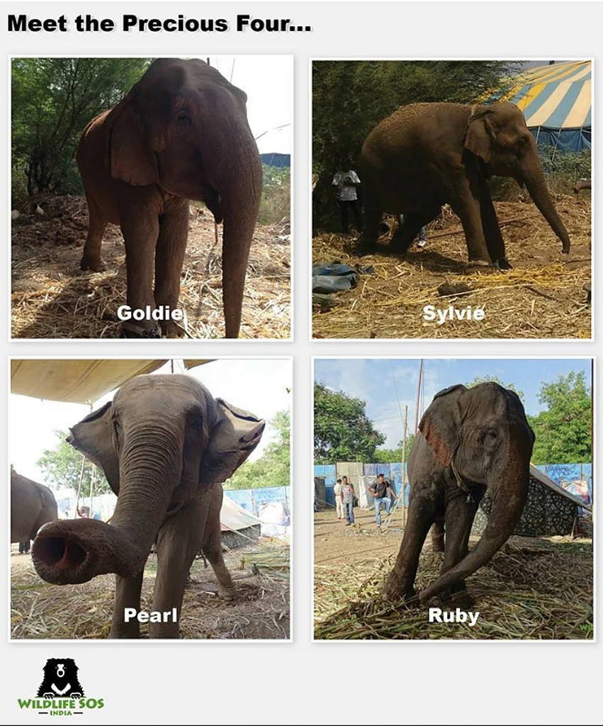 Wildlife SOS claims there were ready and able to care for the Precious Four for life, and yet a legal decision pushed the elephants back into slavery. (Photo: <a href="https://www.facebook.com/wildlifesosindia/photos/a.76535498525.80634.47398783525/10153730216333526/?type=3&theater">Facebook/Wildlife SOS) </a>