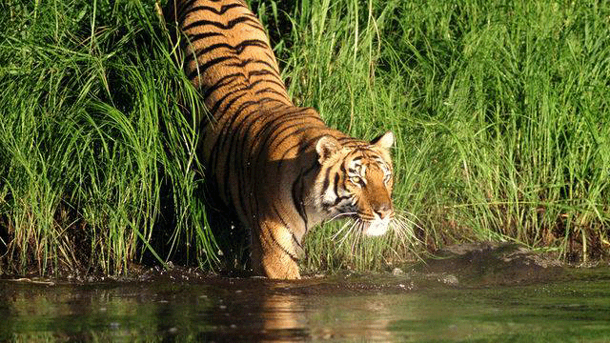 A tiger in the  Sunderban mangrove forest. (Photo Courtesy: <a href="https://www.facebook.com/omega.tiger.1/?fref=photo">Omega Tiger/Facebook</a>)