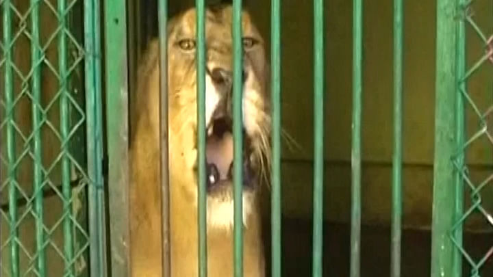 Lions accused of ‘murder’ captured at Gir. (Photo: ANI Screengrab)